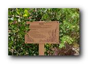 SDBotanic038030526.jpg