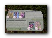 SDBotanic053030526.jpg