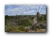 SDBotanic056030526.jpg