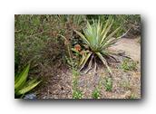 SDBotanic057030526.jpg
