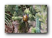 SDBotanic067030526.jpg