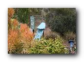 SDBotanic074030526.jpg