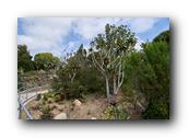 SDBotanic102030526.jpg