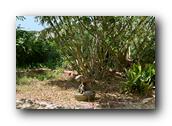 SDBotanic121030526.jpg