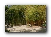 SDBotanic123030526.jpg