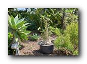 SDBotanic133030526.jpg