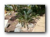 SDBotanic142030526.jpg