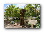 SDBotanic150030526.jpg