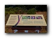 SDBotanic165030526.jpg