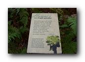 SDBotanic179030526.jpg