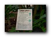 SDBotanic196030526.jpg