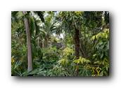 SDBotanic197030526.jpg