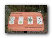 SDBotanic204030526.jpg