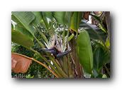 SDBotanic211030526.jpg