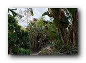 SDBotanic216030526.jpg