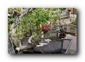 SDBotanic222030526.jpg