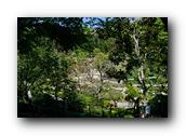 SDJapaneseGarden045030526.jpg