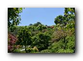 SDJapaneseGarden056030526.jpg
