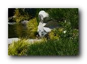 SDJapaneseGarden090030526.jpg