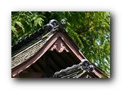 SDJapaneseGarden101030526.jpg