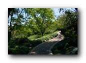 SDJapaneseGarden105030526.jpg