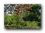 SDJapaneseGarden110030526.jpg