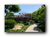 SDJapaneseGarden111030526.jpg