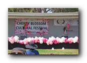 TorranceCherryBlossom145290326.jpg