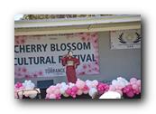 TorranceCherryBlossom175290326.jpg