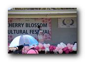TorranceCherryBlossom177290326.jpg