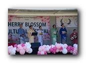 TorranceCherryBlossom214290326.jpg