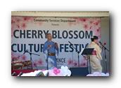 TorranceCherryBlossom230290326.jpg