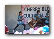TorranceCherryBlossom249290326.jpg