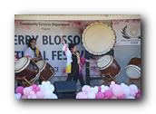 TorranceCherryBlossom283290326.jpg
